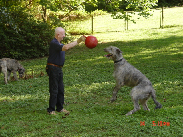 Duke - Playing with his Jolly Ball. He is the only known Wolfhound that fetches!