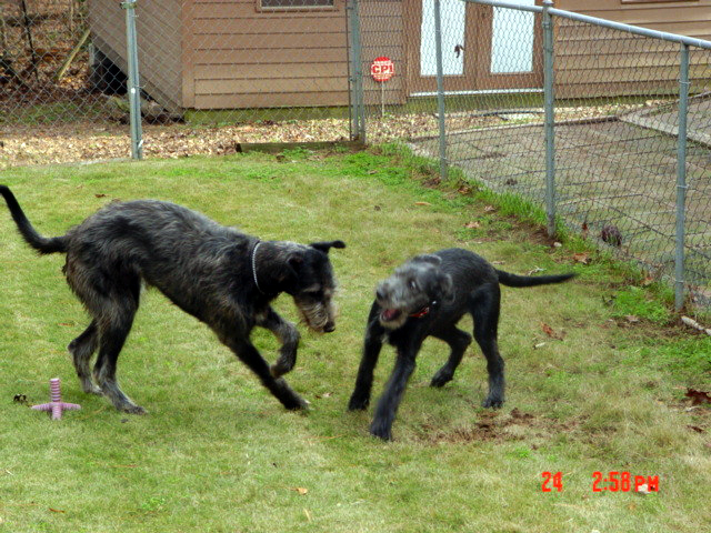 Tegan and Kerry playing as puppies